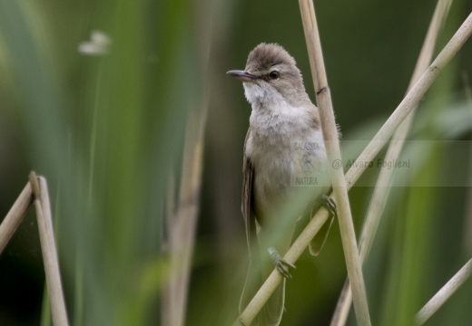 CANNARECCIONE , Great Reed Warbler, Acrocephalus arundinaceus