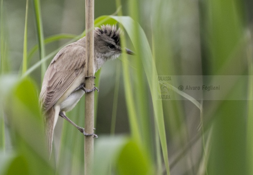 CANNARECCIONE , Great Reed Warbler, Acrocephalus arundinaceus