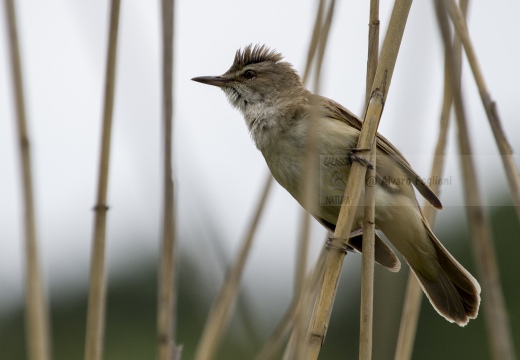 CANNARECCIONE , Great Reed Warbler, Acrocephalus arundinaceus