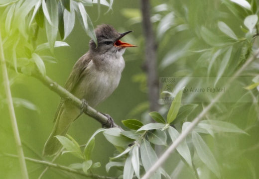 CANNARECCIONE , Great Reed Warbler, Acrocephalus arundinaceus