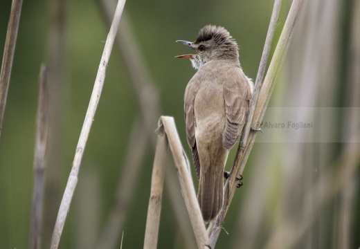 CANNARECCIONE , Great Reed Warbler, Acrocephalus arundinaceus