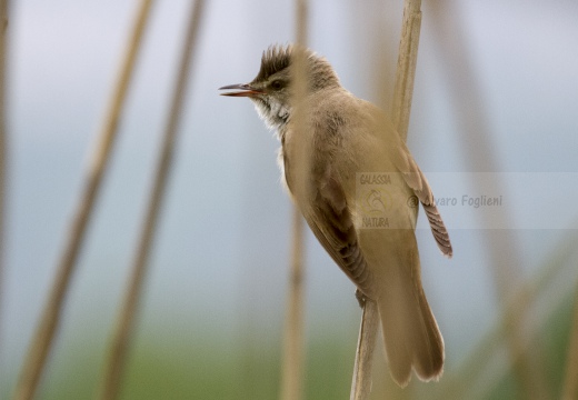 CANNARECCIONE , Great Reed Warbler, Acrocephalus arundinaceus