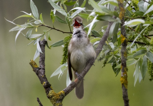 CANNARECCIONE , Great Reed Warbler, Acrocephalus arundinaceus