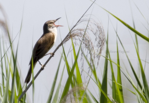 CANNARECCIONE , Great Reed Warbler, Acrocephalus arundinaceus