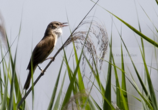 CANNARECCIONE , Great Reed Warbler, Acrocephalus arundinaceus