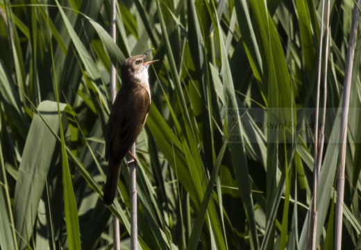 CANNARECCIONE , Great Reed Warbler, Acrocephalus arundinaceus