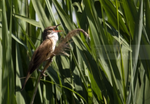 CANNARECCIONE , Great Reed Warbler, Acrocephalus arundinaceus