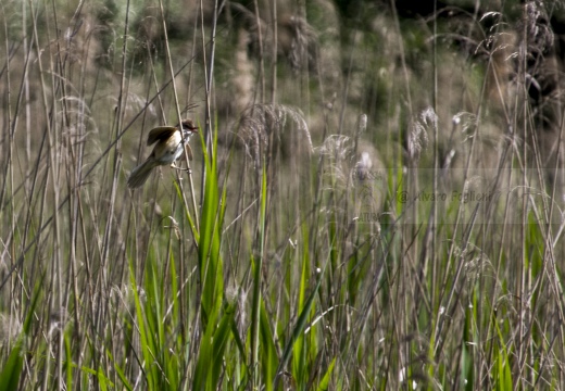 CANNARECCIONE , Great Reed Warbler, Acrocephalus arundinaceus