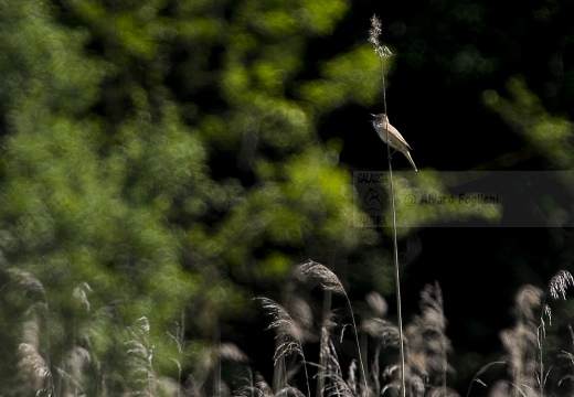 CANNARECCIONE , Great Reed Warbler, Acrocephalus arundinaceus