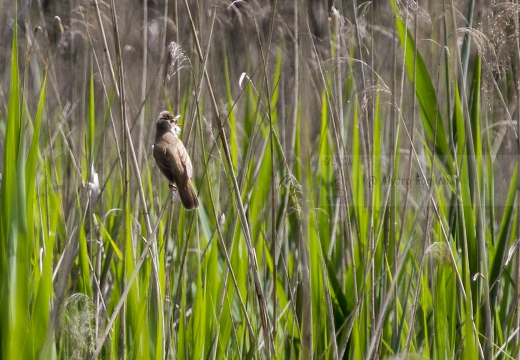 CANNARECCIONE , Great Reed Warbler, Acrocephalus arundinaceus