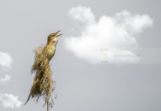 CANNARECCIONE , Great Reed Warbler, Acrocephalus arundinaceus