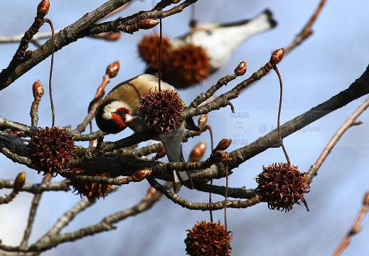 CARDELLINO, Goldfinch , Carduelis carduelis