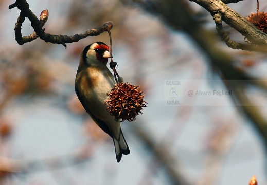 CARDELLINO, Goldfinch , Carduelis carduelis