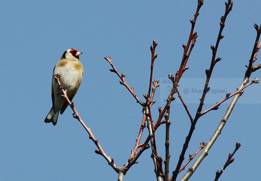 CARDELLINO, Goldfinch , Carduelis carduelis