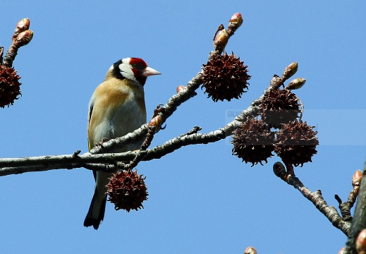 CARDELLINO, Goldfinch , Carduelis carduelis