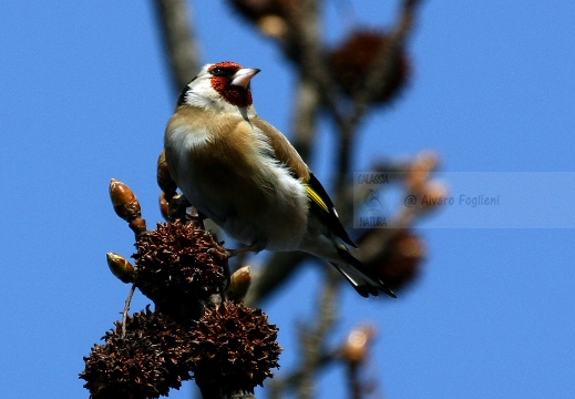 CARDELLINO, Goldfinch , Carduelis carduelis