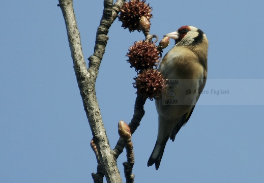 CARDELLINO, Goldfinch , Carduelis carduelis