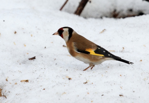 CARDELLINO, Goldfinch , Carduelis carduelis