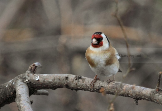 CARDELLINO, Goldfinch , Carduelis carduelis