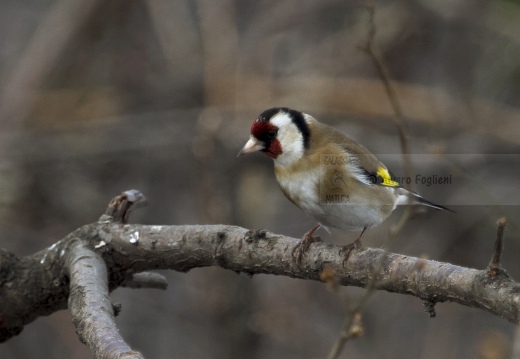 CARDELLINO, Goldfinch , Carduelis carduelis