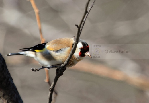 CARDELLINO, Goldfinch , Carduelis carduelis