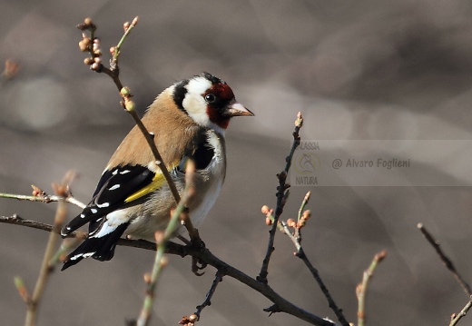 CARDELLINO, Goldfinch , Carduelis carduelis