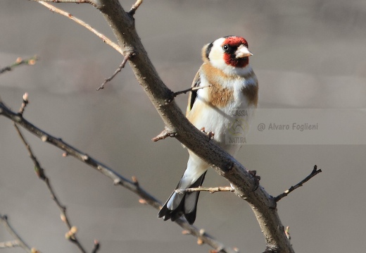 CARDELLINO, Goldfinch , Carduelis carduelis