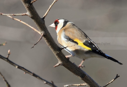 CARDELLINO, Goldfinch , Carduelis carduelis