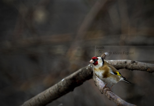 CARDELLINO, Goldfinch , Carduelis carduelis