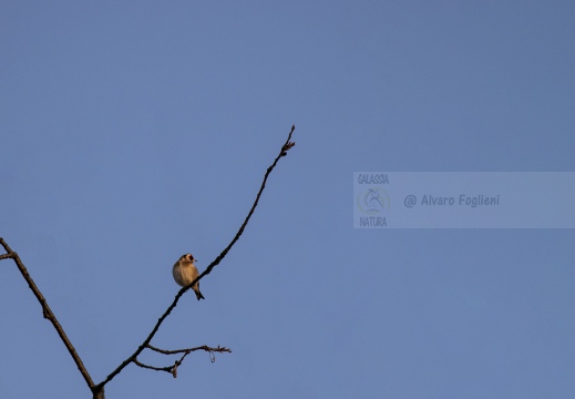 CARDELLINO, Goldfinch , Carduelis carduelis