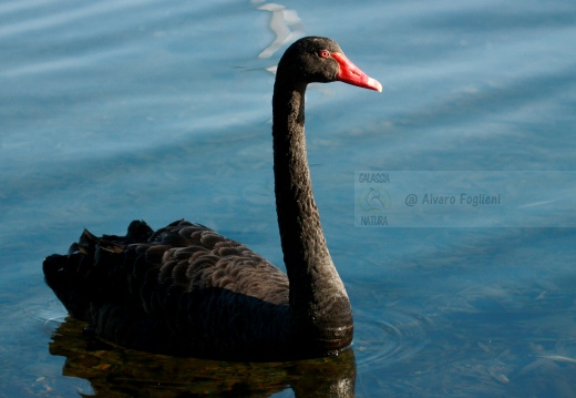 CIGNO NERO, Black swan, Cygnus atratus