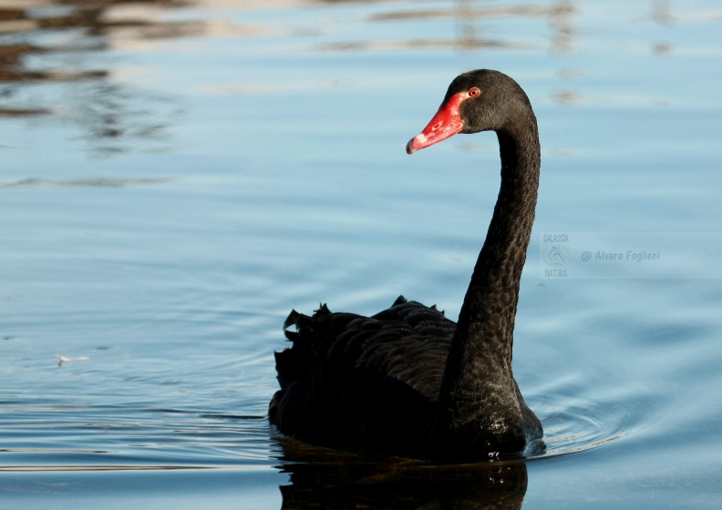 Cigno Nero    IMG_42350.jpg