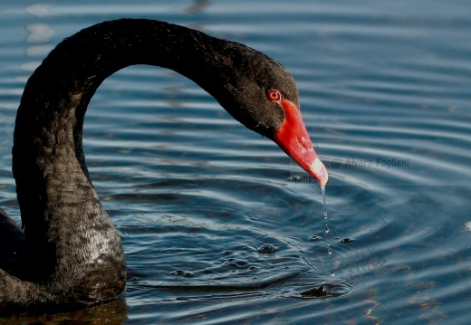 CIGNO NERO, Black swan, Cygnus atratus