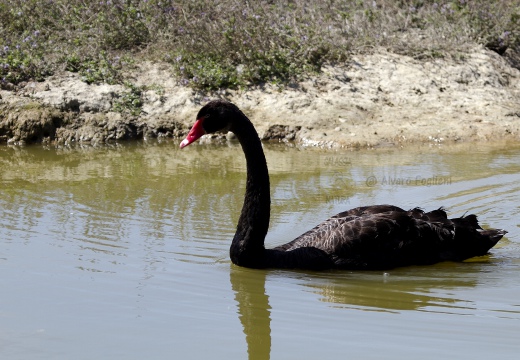 CIGNO NERO, Black swan, Cygnus atratus