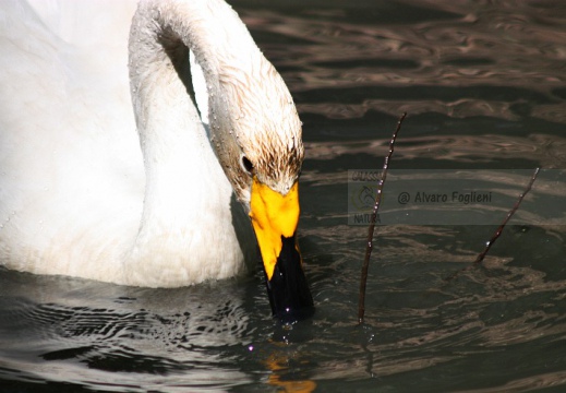 CIGNO SELVATICO; Whooper Swan; Cygnus Cygnus 