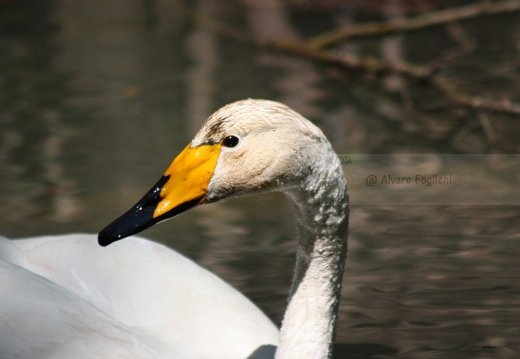 CIGNO SELVATICO; Whooper Swan; Cygnus Cygnus 