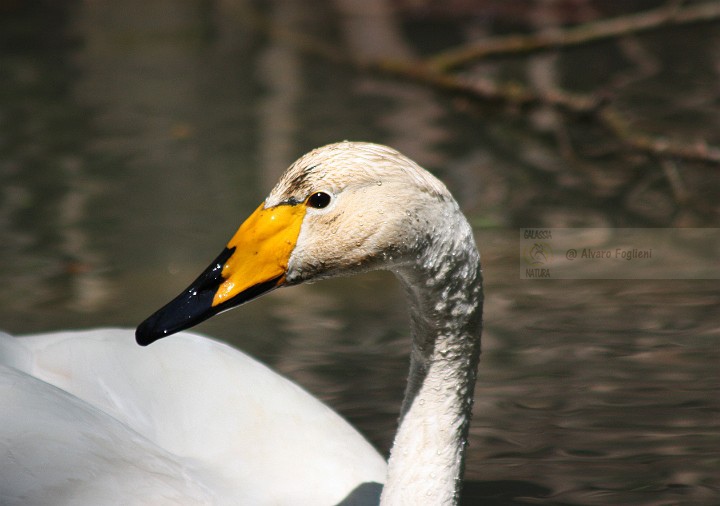 Cigno selvatico   img_4826.jpg