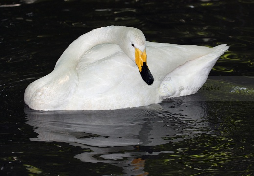 CIGNO SELVATICO; Whooper Swan; Cygnus Cygnus 