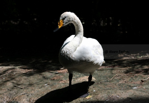 CIGNO SELVATICO; Whooper Swan; Cygnus Cygnus 