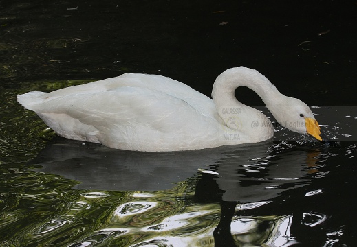 CIGNO SELVATICO; Whooper Swan; Cygnus Cygnus 