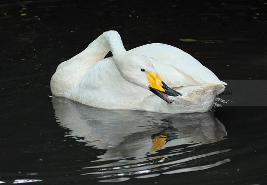 CIGNO SELVATICO; Whooper Swan; Cygnus Cygnus 