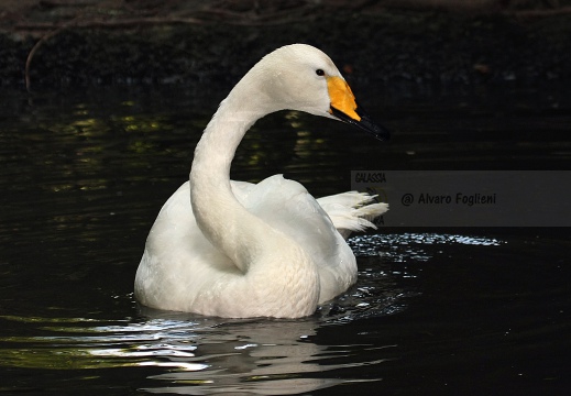 CIGNO SELVATICO; Whooper Swan; Cygnus Cygnus 