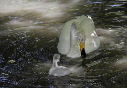 CIGNO SELVATICO; Whooper Swan; Cygnus Cygnus 