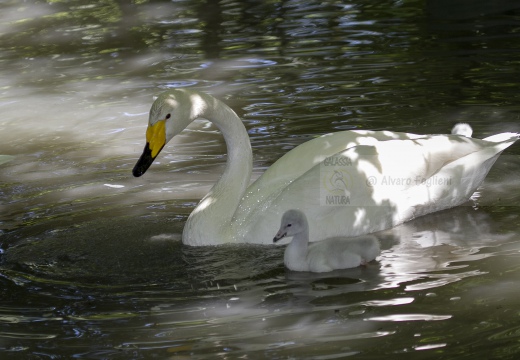 CIGNO SELVATICO; Whooper Swan; Cygnus Cygnus 