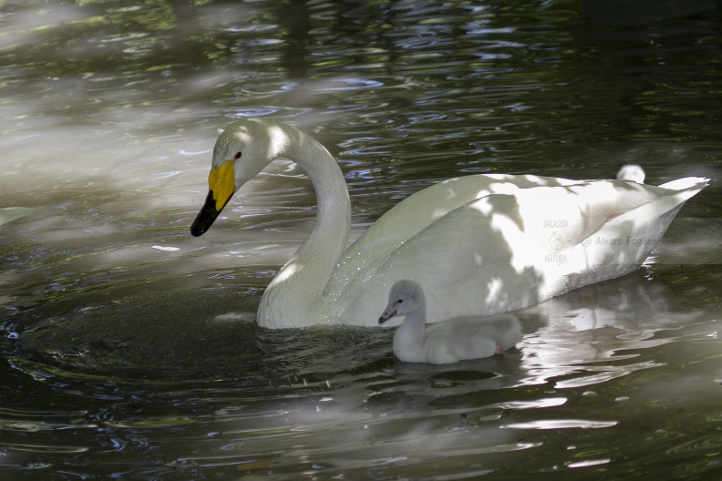 Cigno selvatico   IMG_A5006.jpg