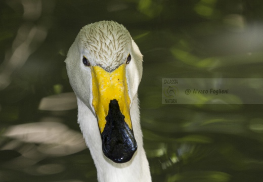 CIGNO SELVATICO; Whooper Swan; Cygnus Cygnus 