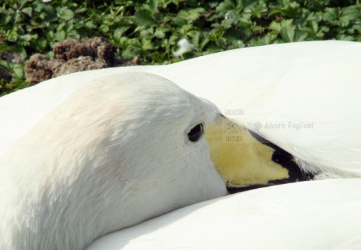 CIGNO SELVATICO; Whooper Swan; Cygnus Cygnus 