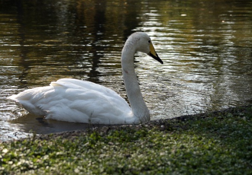 CIGNO SELVATICO; Whooper Swan; Cygnus Cygnus 