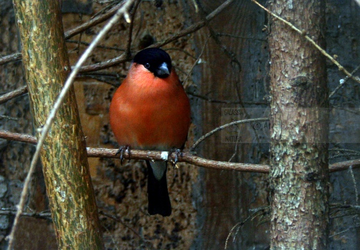 CIUFFOLOTTO, Bullfinch, Pyrrhula pyrrhula