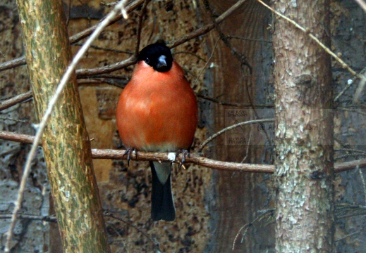 CIUFFOLOTTO, Bullfinch, Pyrrhula pyrrhula